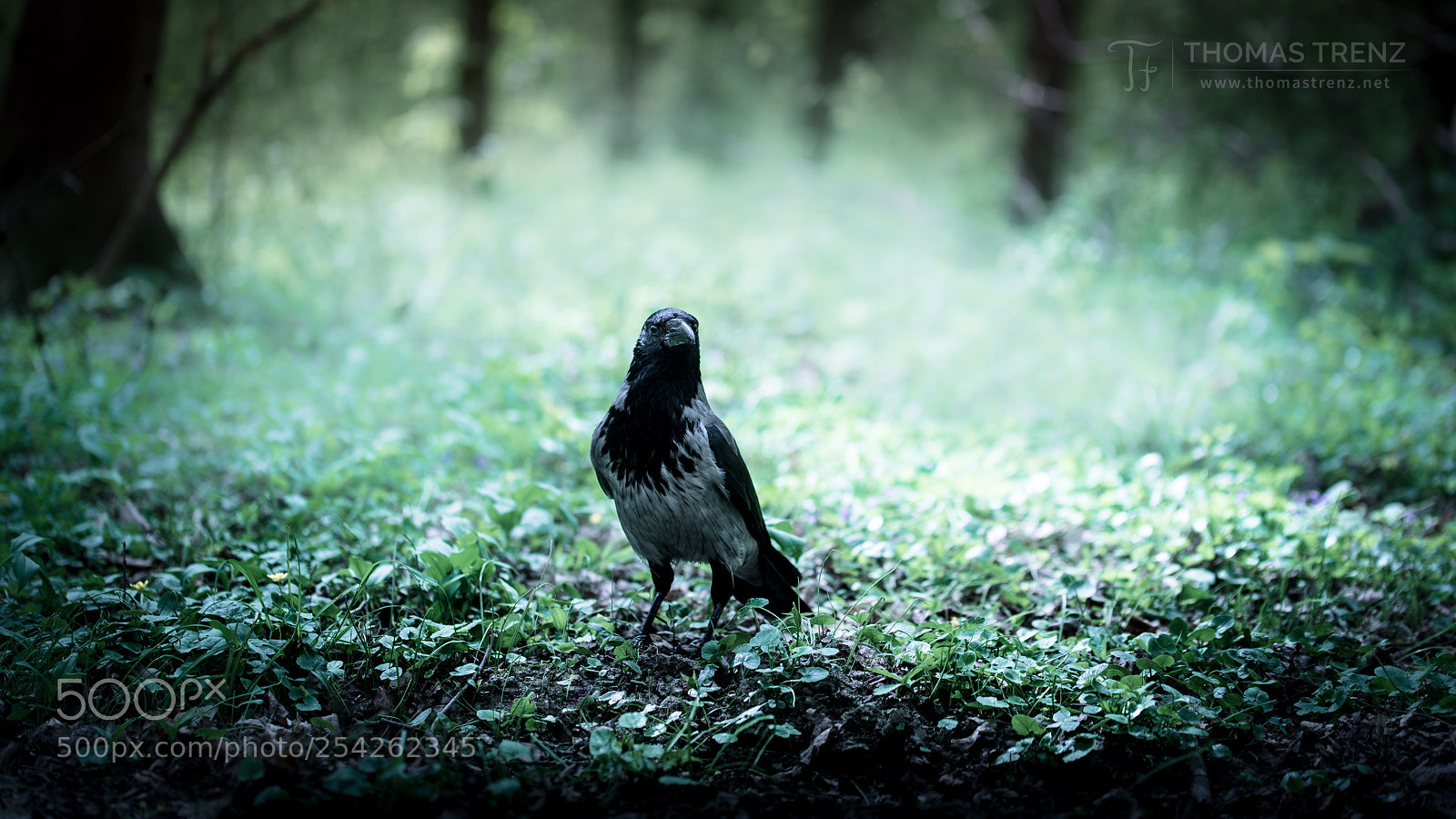 Nikon D600 sample photo. Corvus ghost photography