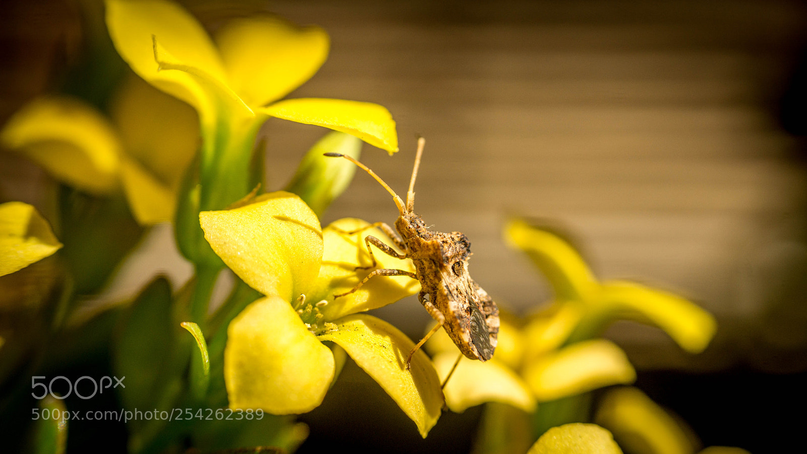 Sony a5100 sample photo. Insector photography