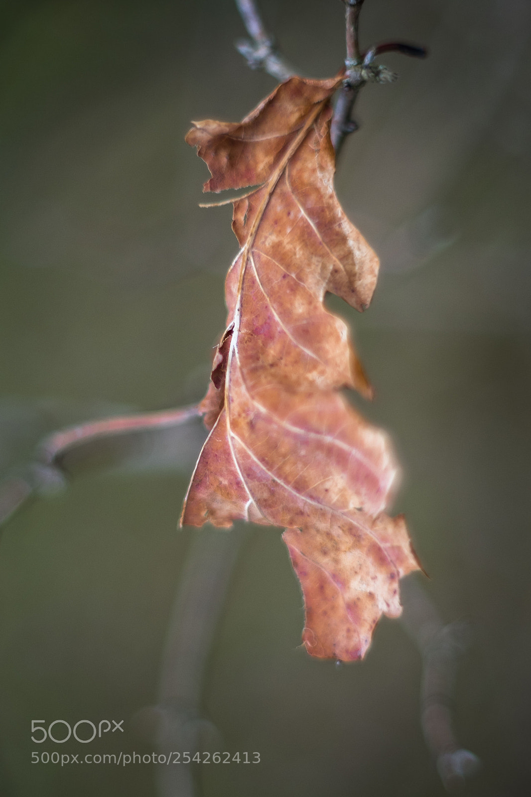 Fujifilm X-T2 sample photo. Dsf photography