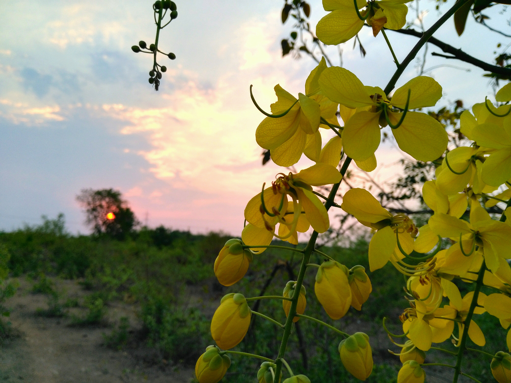 HUAWEI Honor 5X sample photo. The golden shower photography