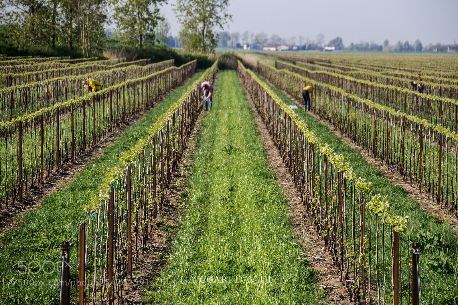 Canon EOS 600D (Rebel EOS T3i / EOS Kiss X5) sample photo. In the vineyard photography