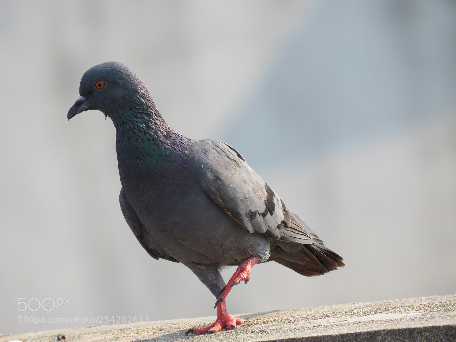 Canon PowerShot SX60 HS sample photo. Pigeon on one leg photography