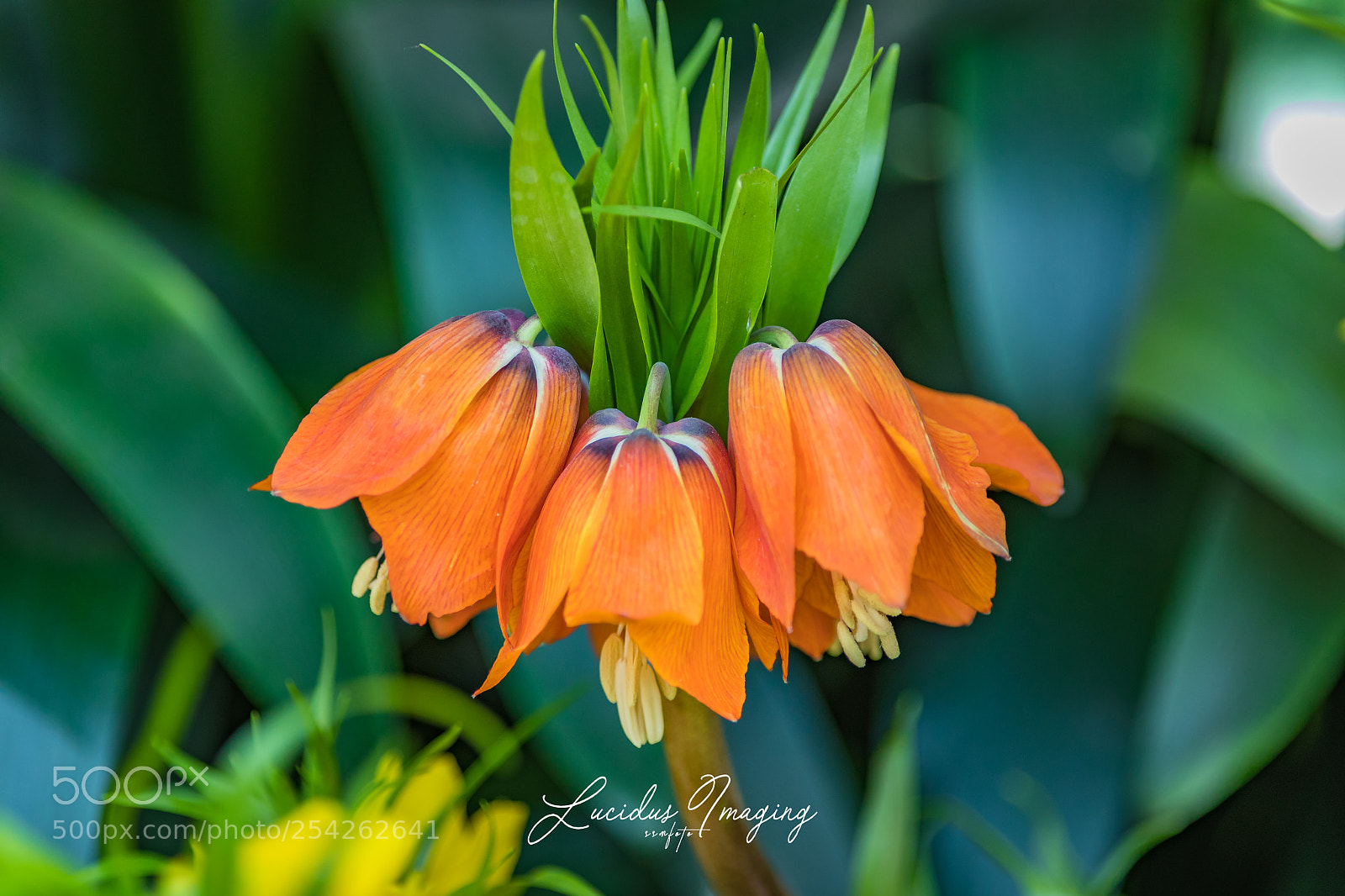 Canon EOS 5D Mark IV sample photo. Orange petals photography