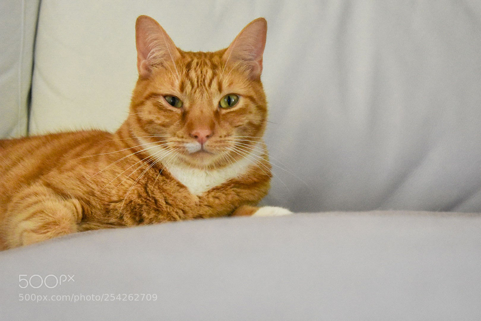 Nikon D3400 sample photo. Reggie photography