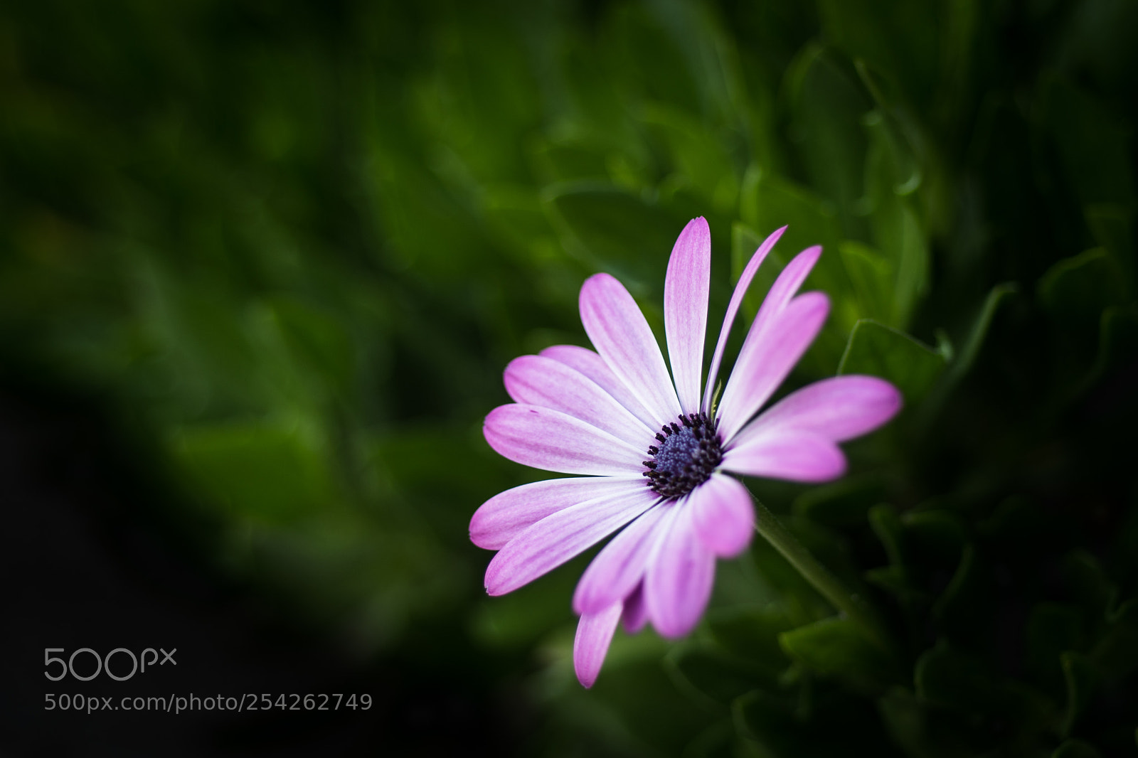 Nikon D500 sample photo. Purplenesss! photography