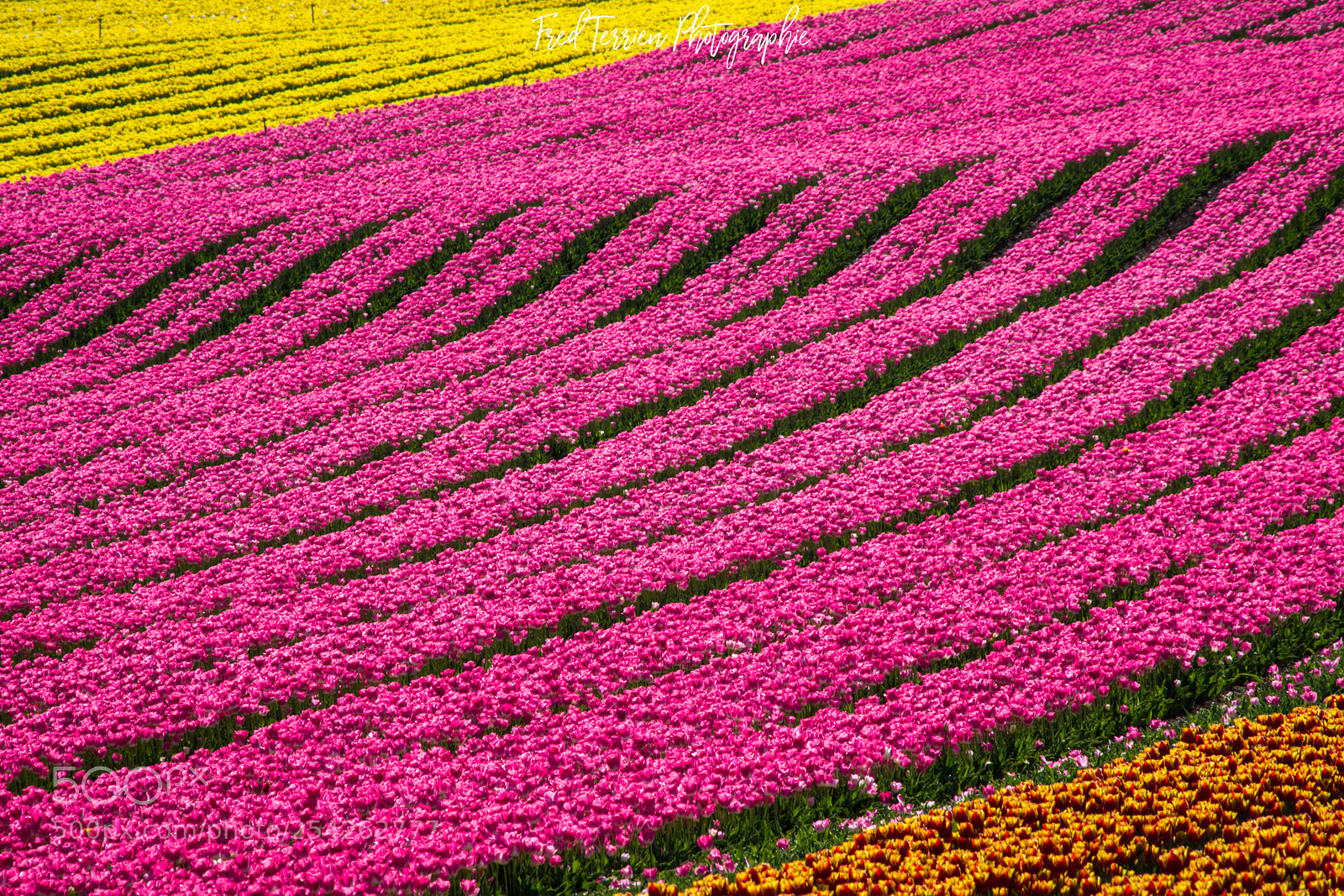 Pentax K-70 sample photo. Tulipes photography