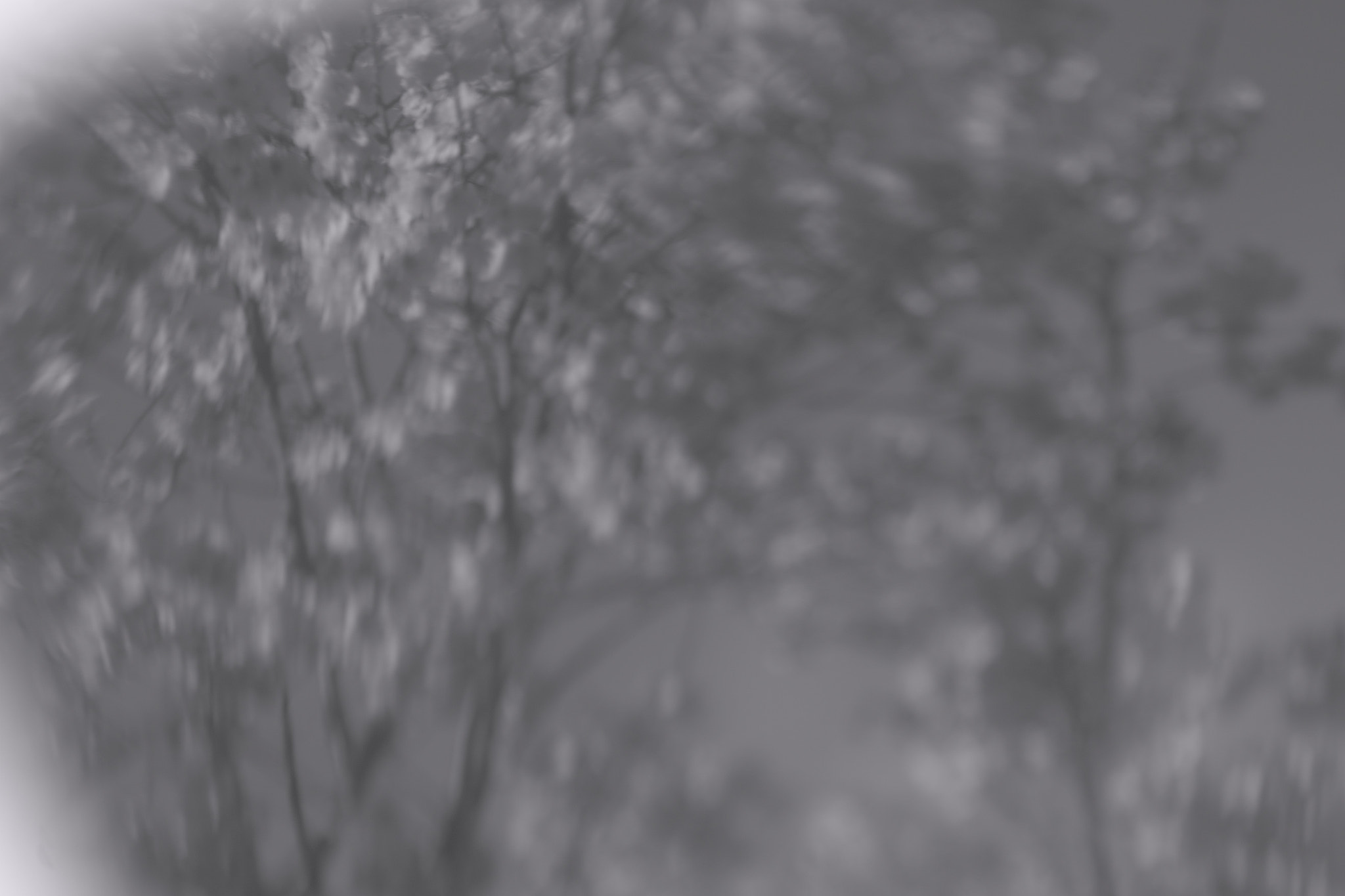 Sigma SD15 sample photo. Fumi photography
