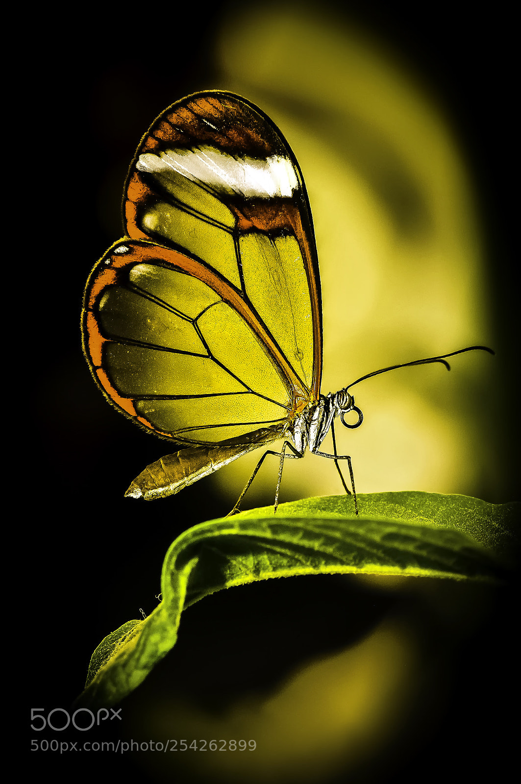Nikon D300S sample photo. Butterfly photography