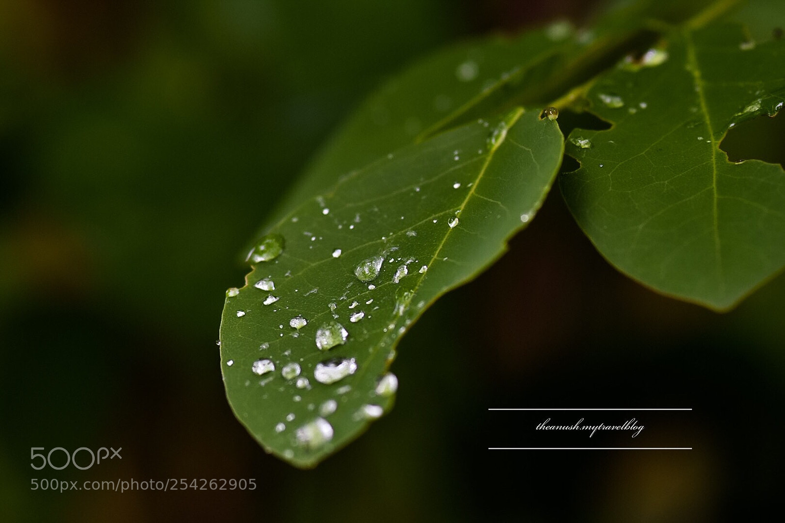 Nikon D7200 sample photo. Leaves and water drops photography