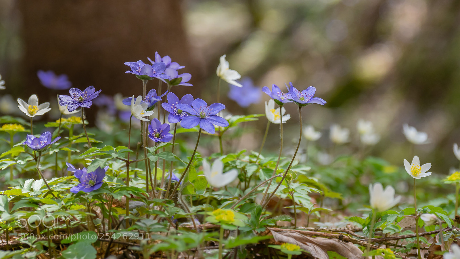 Olympus OM-D E-M1 Mark II sample photo. Springtime photography