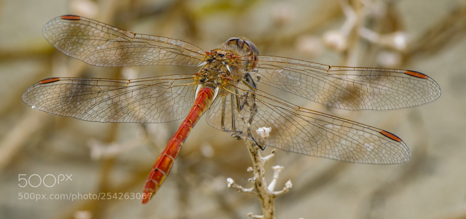 Nikon D5300 sample photo. Red dragonfly. photography