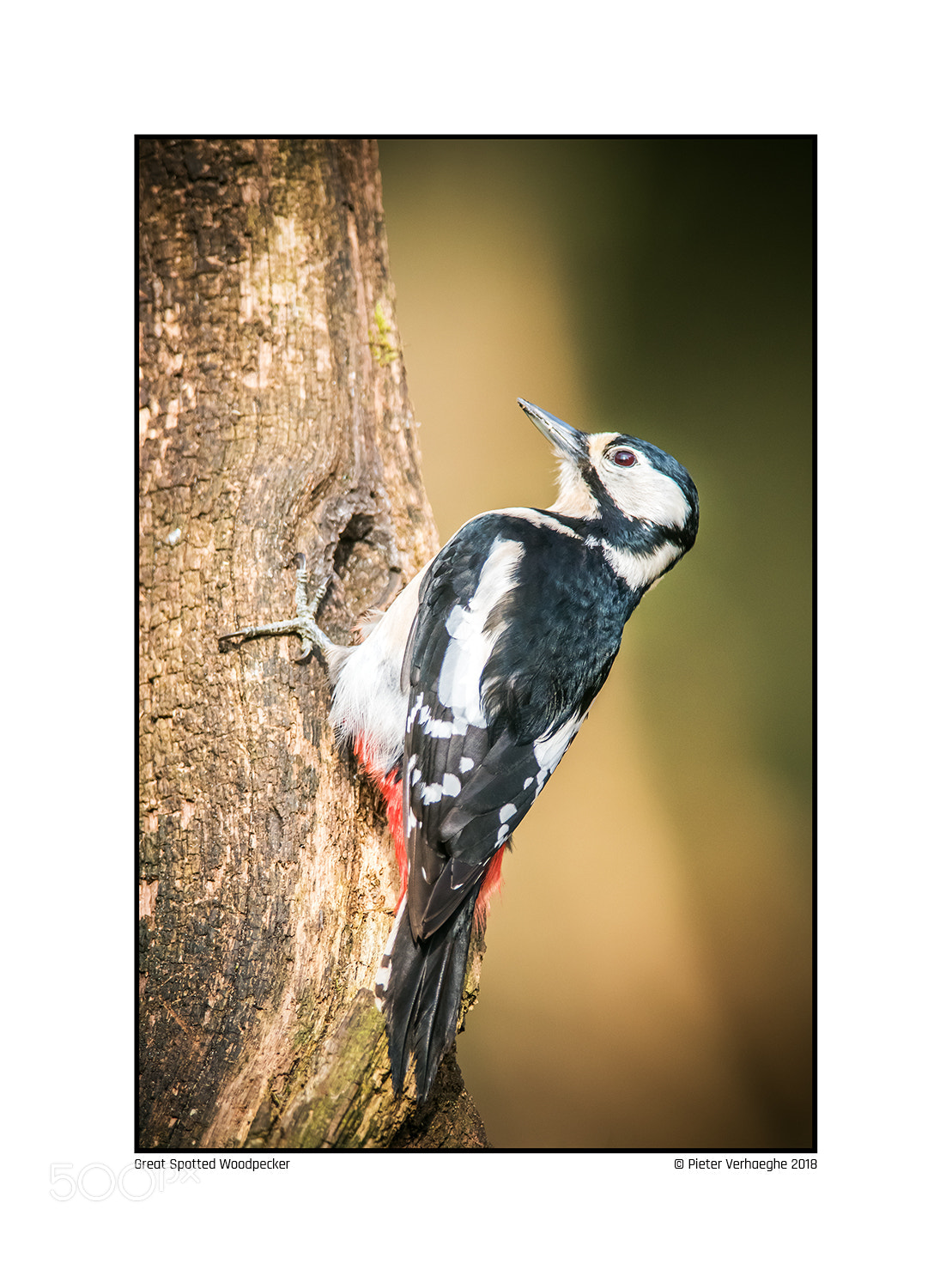 Nikon D810 sample photo. Great spotted woodpecker photography