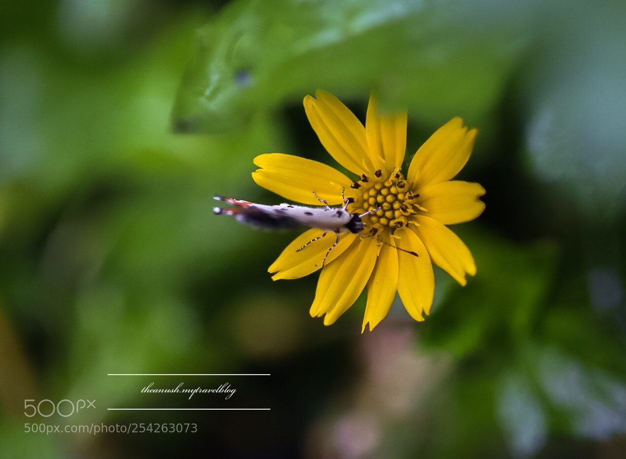 Nikon D7200 sample photo. Flower and butterfly  photography