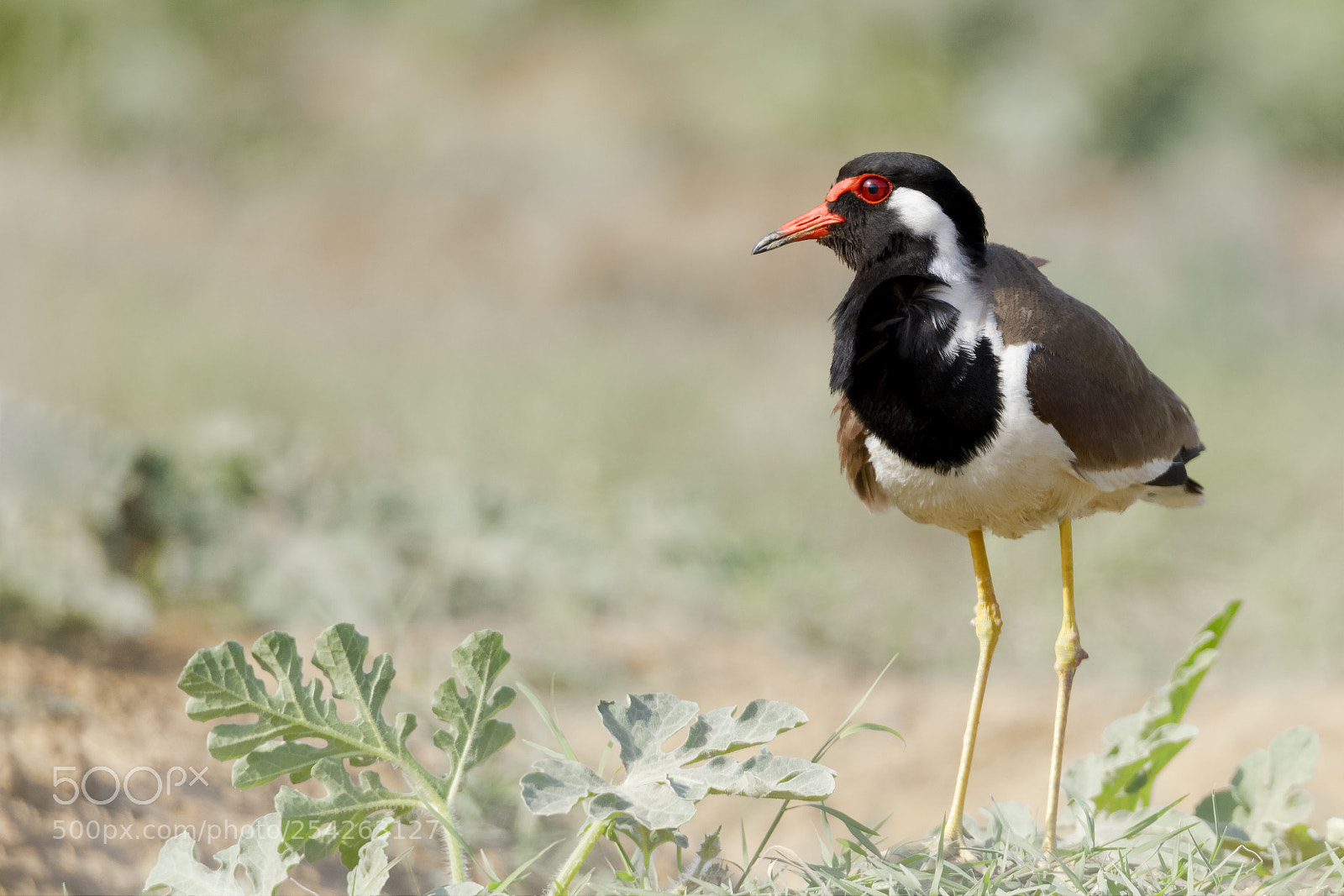 Canon EOS 7D Mark II sample photo. Red-wattled lapwing photography