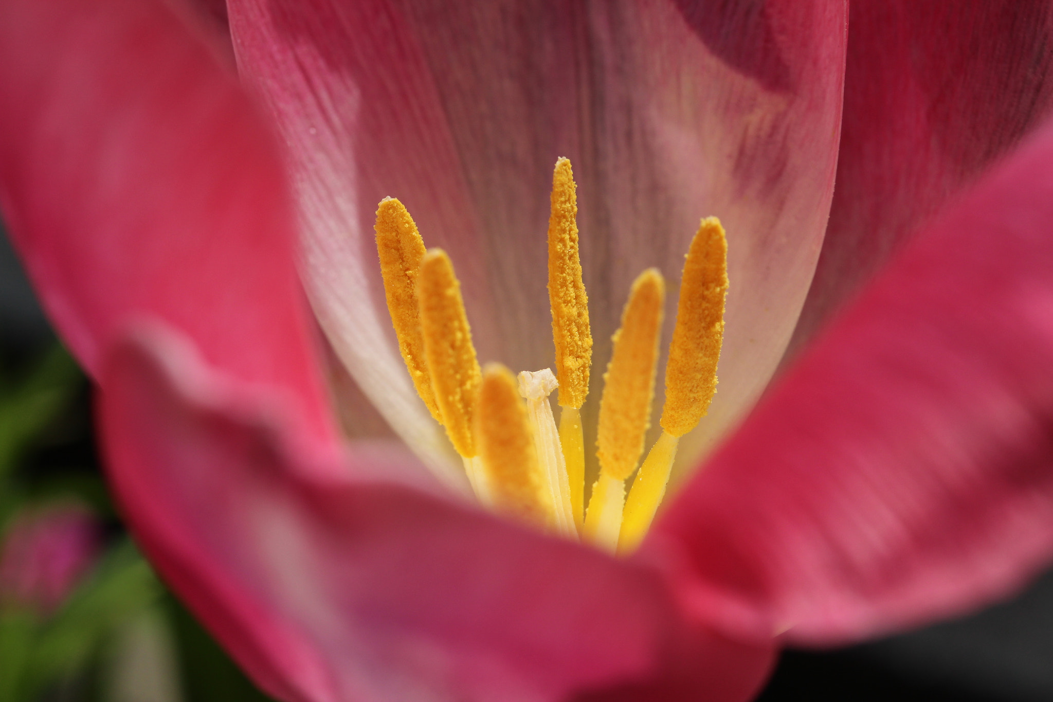 Canon EF-S 60mm F2.8 Macro USM sample photo. Img photography