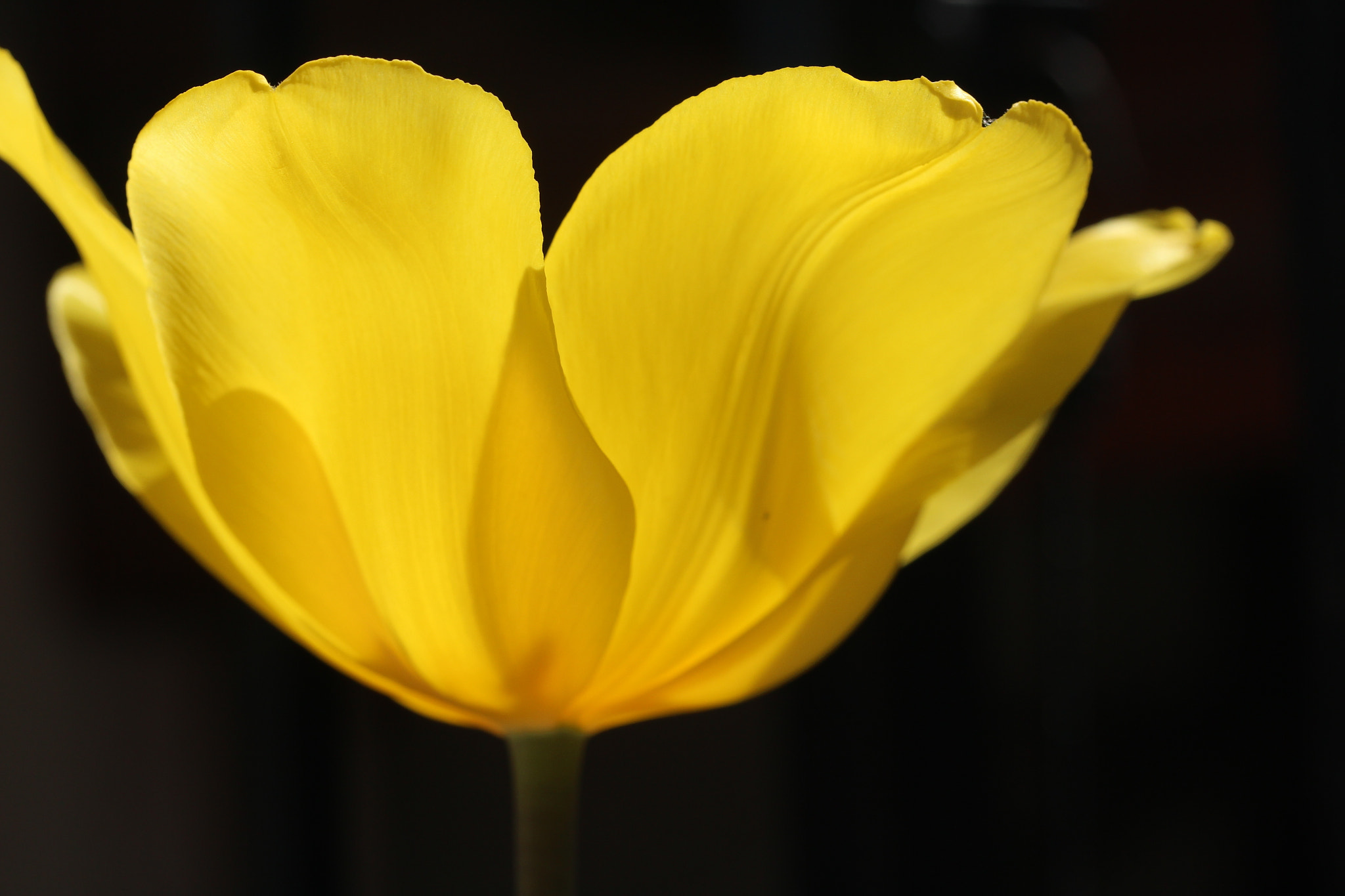Canon EF-S 60mm F2.8 Macro USM sample photo. Img photography