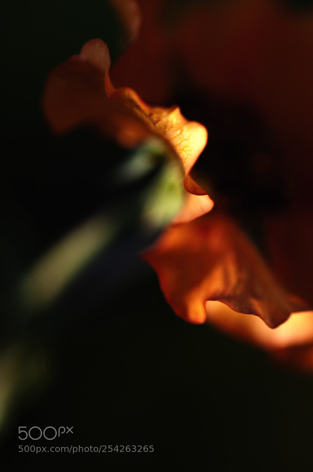 Nikon D300 sample photo. Voices off light serie photography