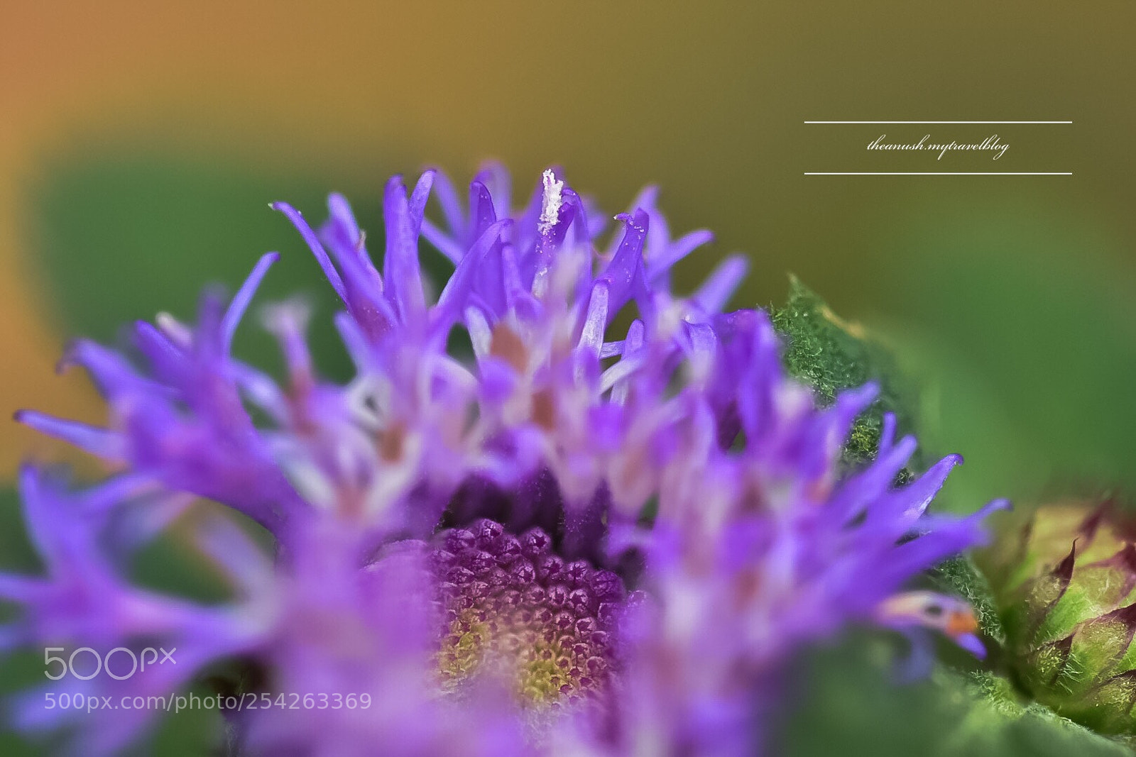 Nikon D7200 sample photo. Petals photography