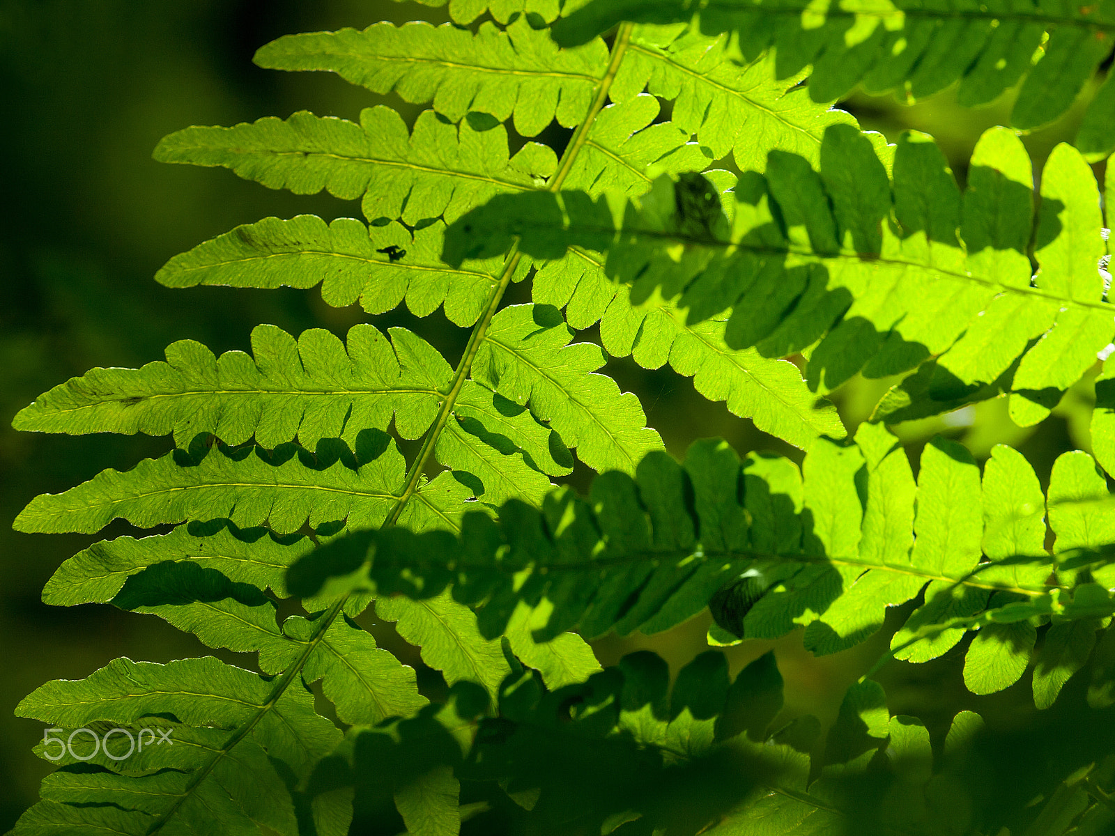 Panasonic Lumix DMC-GH1 sample photo. Emerald leaves and branches of forest fern photography