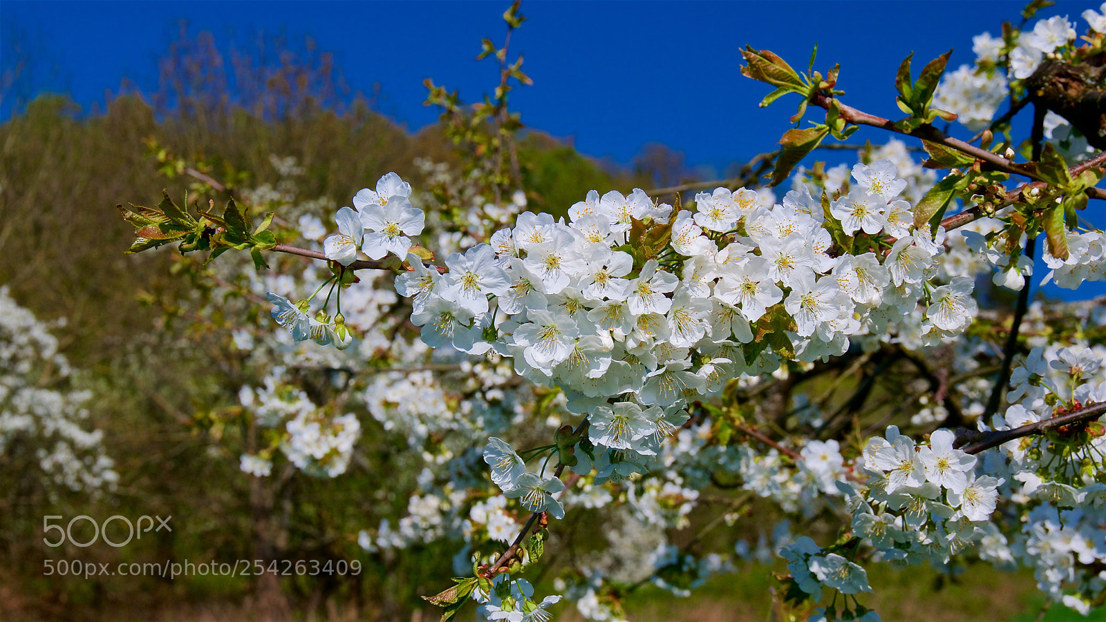 Pentax K-3 II sample photo. Cherry blossom photography