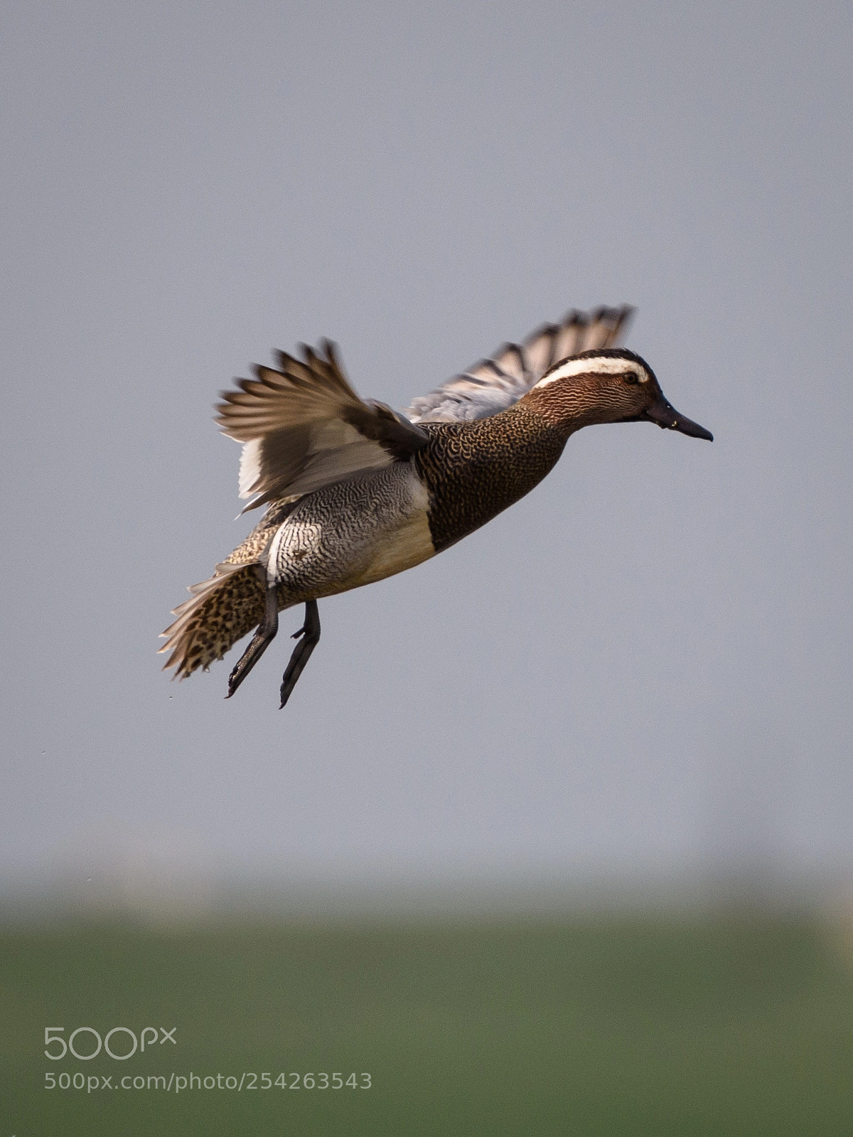 Nikon D7200 sample photo. Garganey photography
