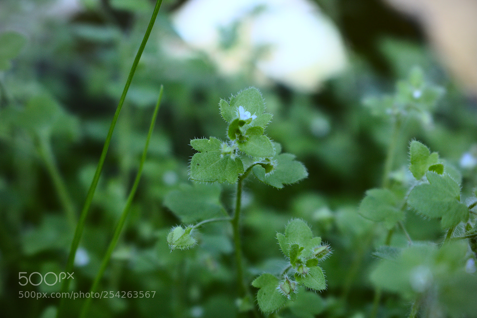 Canon EOS 750D (EOS Rebel T6i / EOS Kiss X8i) sample photo. Garden is back alive! photography