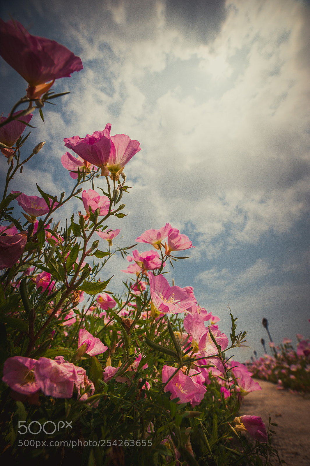 Nikon D700 sample photo. Spring photography