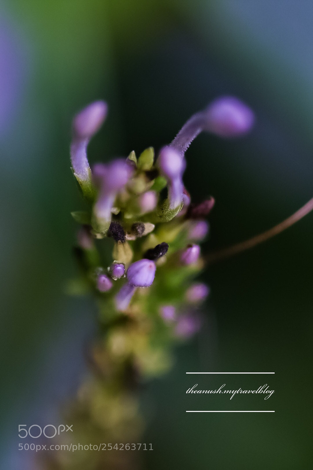 Nikon D7200 sample photo. Petals photography
