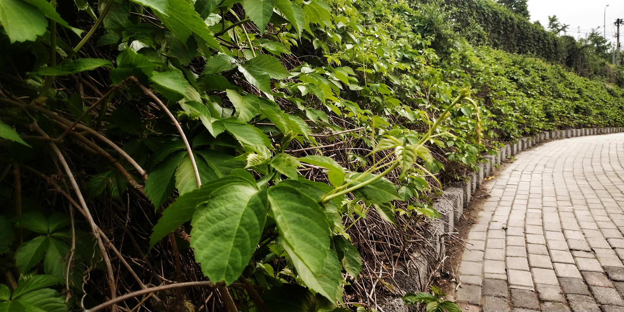 Xiaomi MIX 2 sample photo. Green photography