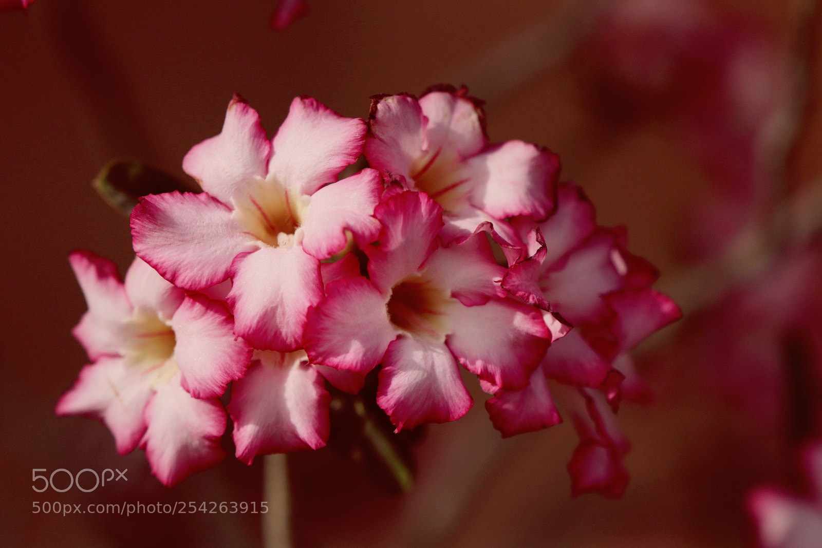 Canon EOS 80D sample photo. Flower photography