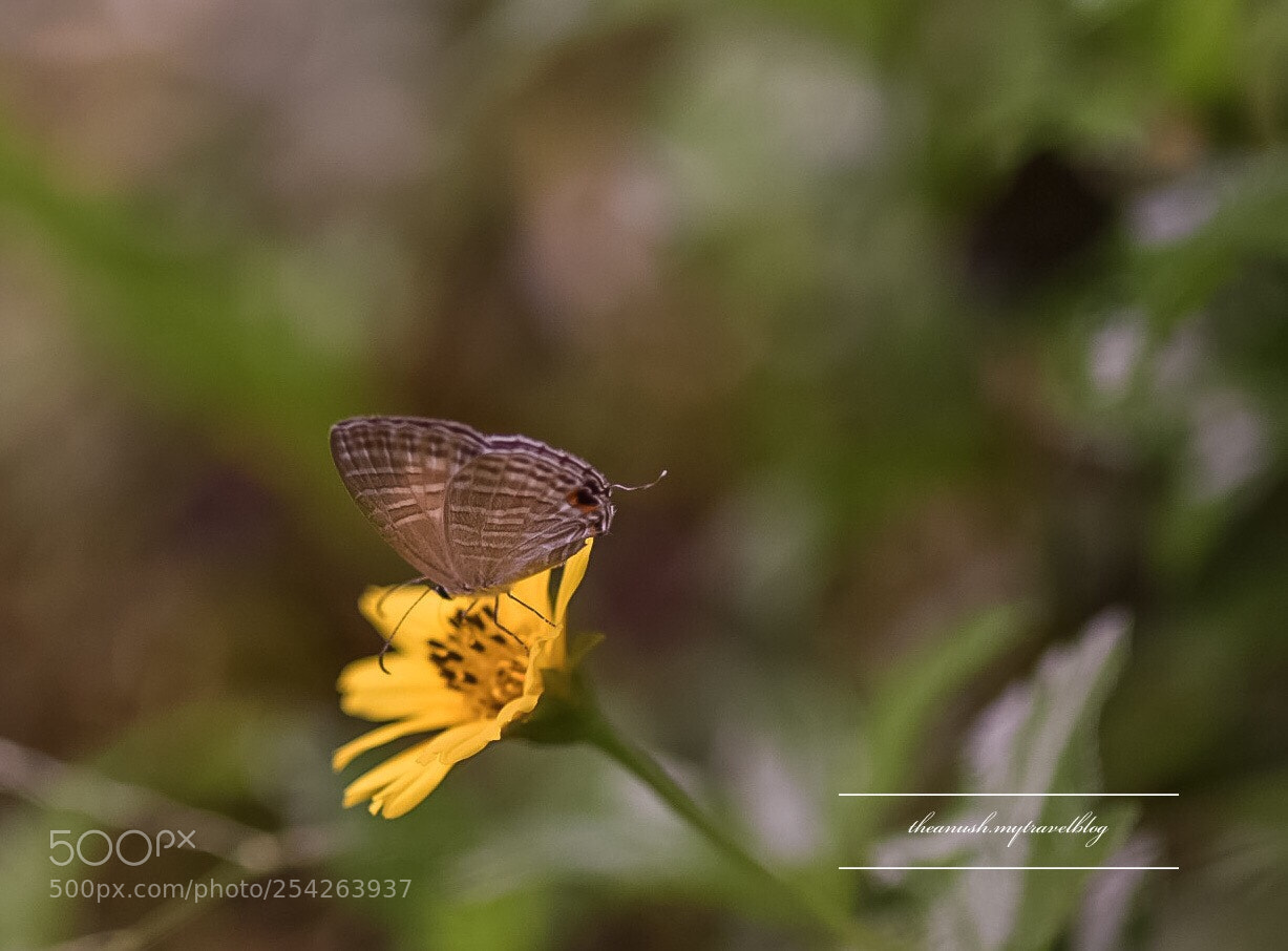 Nikon D7200 sample photo. Butterfly and flower photography