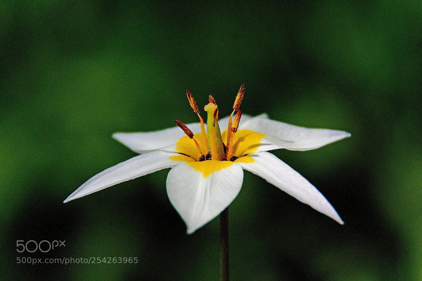 Canon EOS 600D (Rebel EOS T3i / EOS Kiss X5) sample photo. Tulipa turkestanica photography