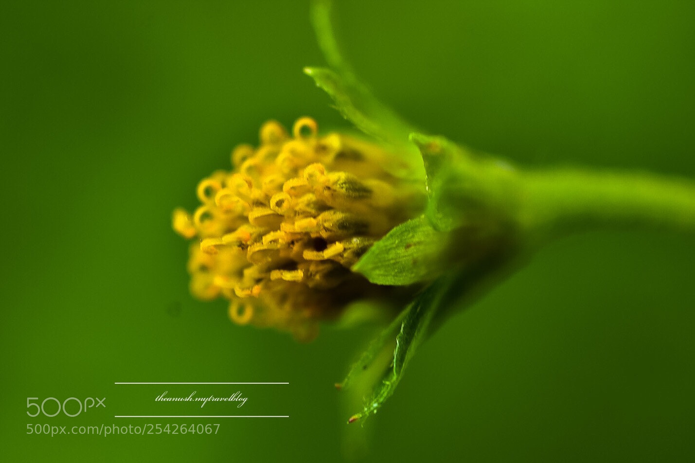 Nikon D7200 sample photo. Macro moments  photography