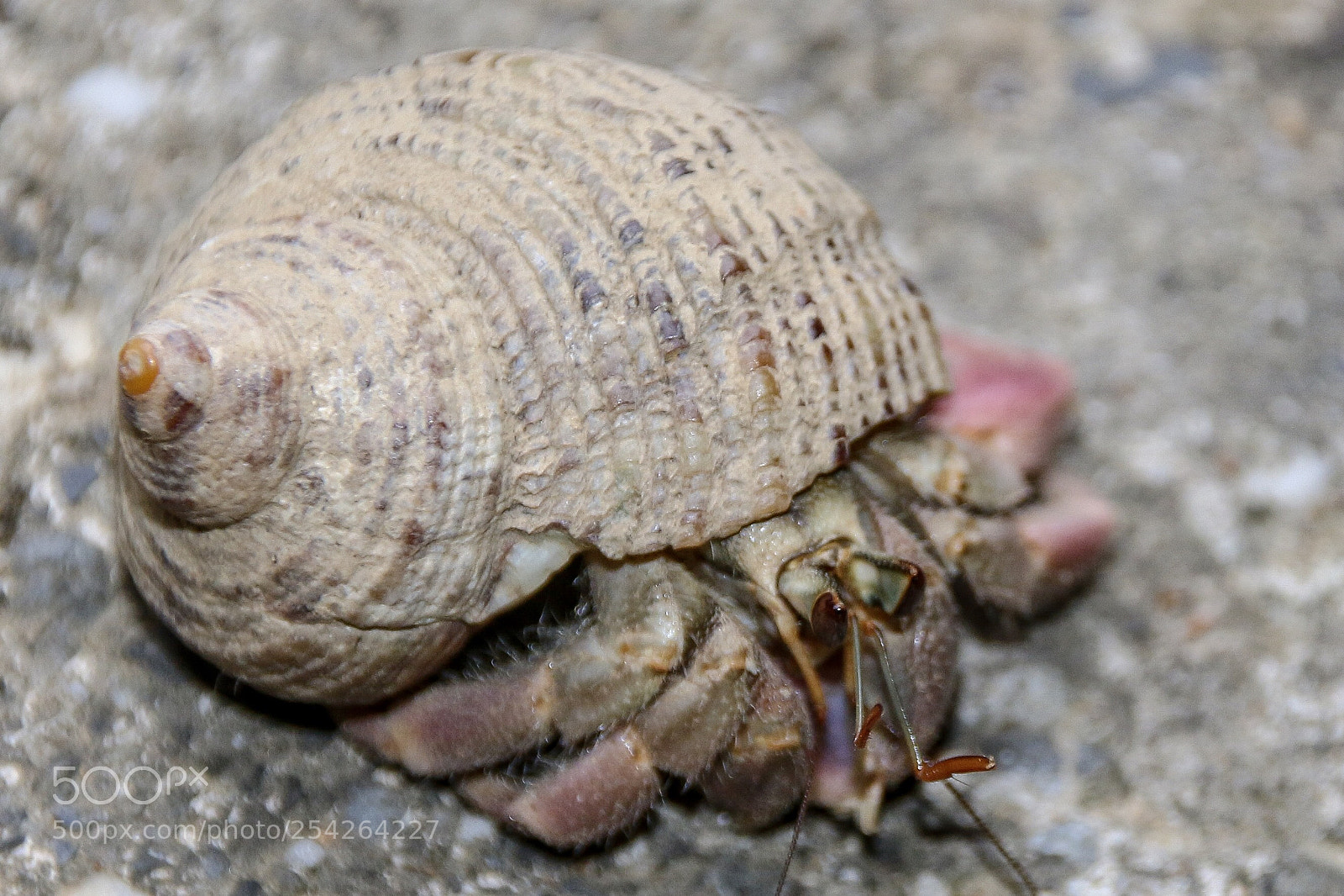 Canon EOS 70D sample photo. Einsiedlerkrebs photography