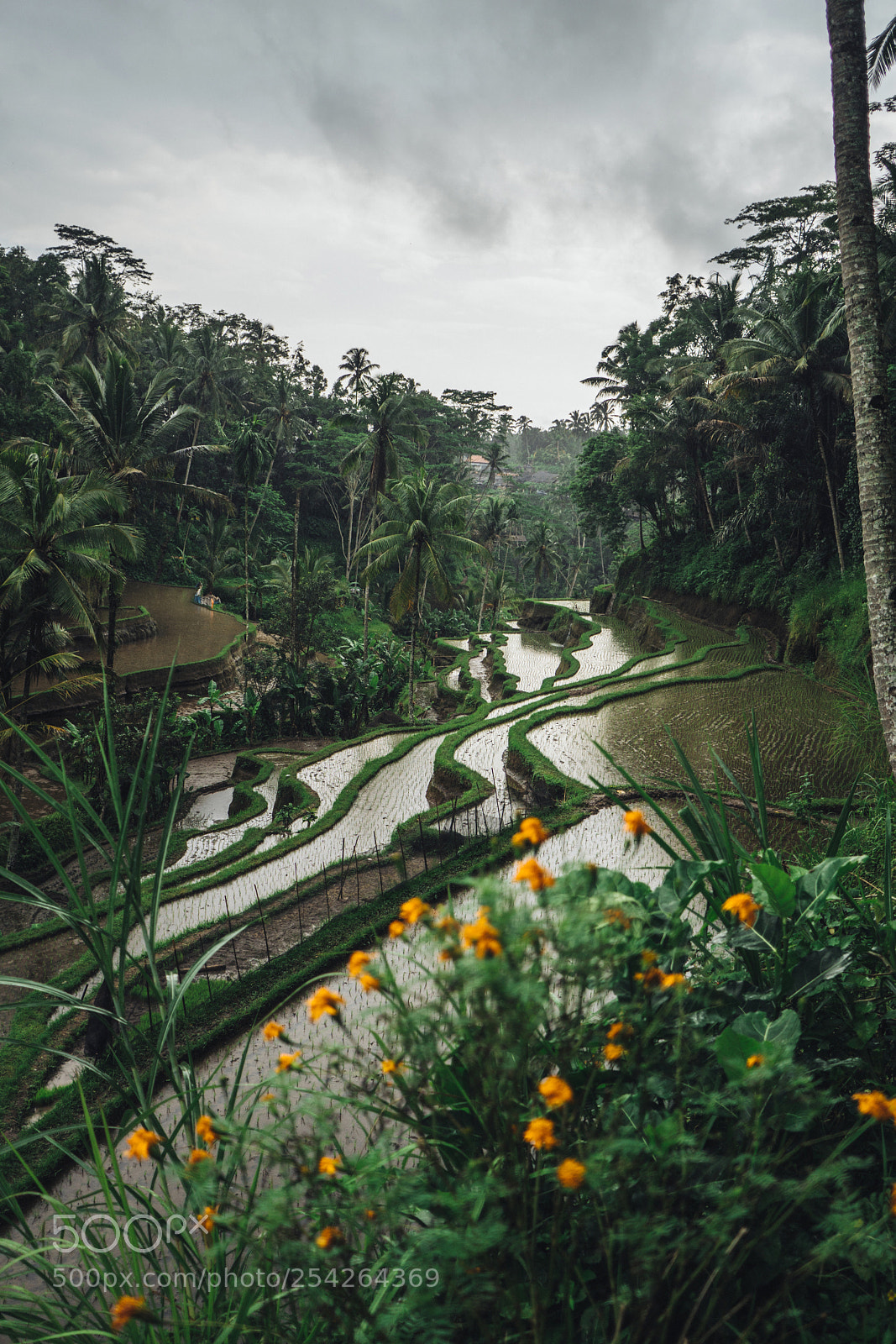 Sony a6500 sample photo. Bali rice fields photography