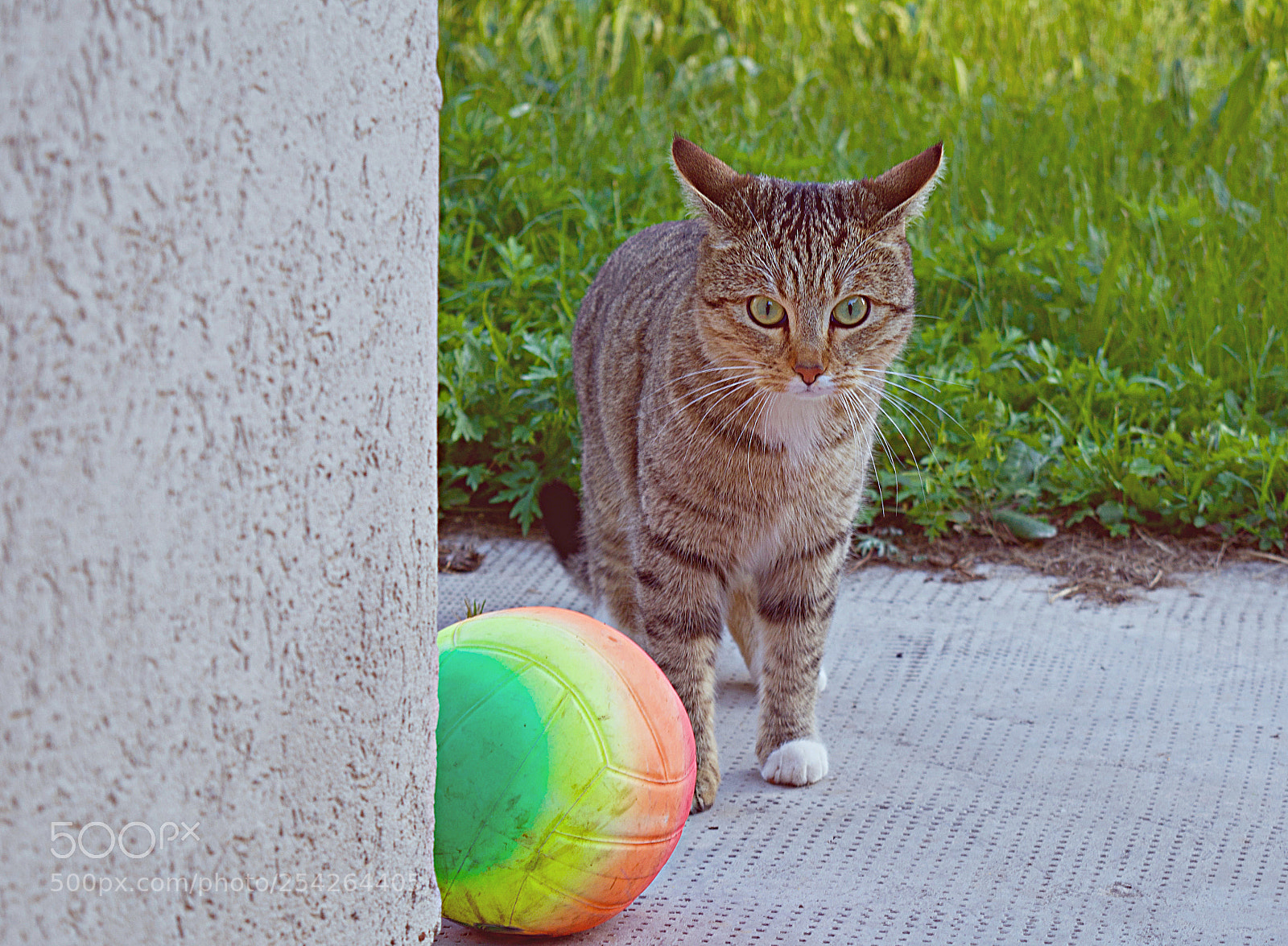 Nikon D5200 sample photo. Play time photography