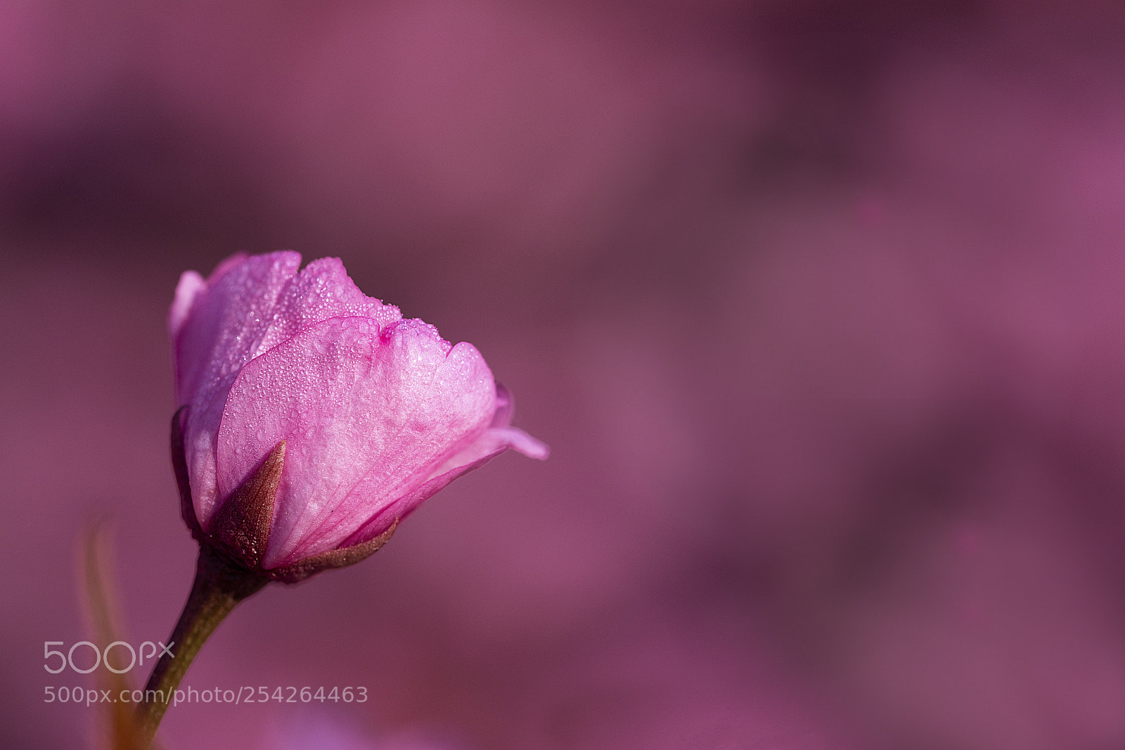 Canon EOS 5D Mark IV sample photo. Cherry blossom photography