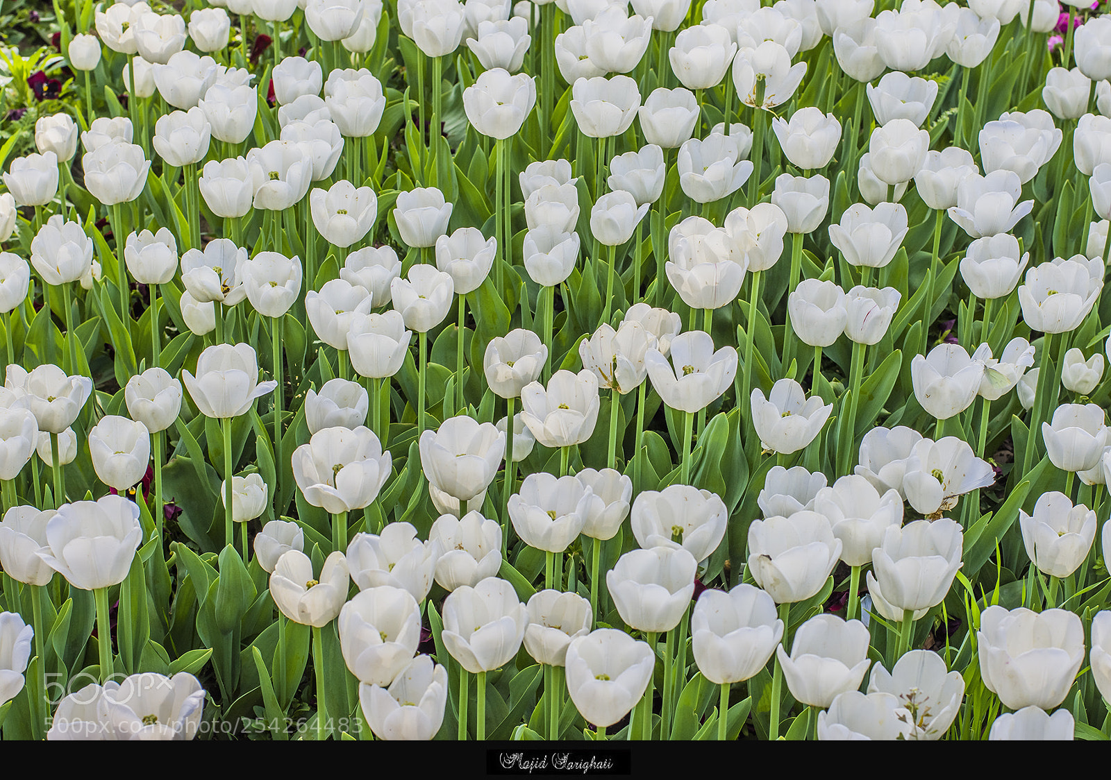 Nikon D7200 sample photo. White  toulips photography