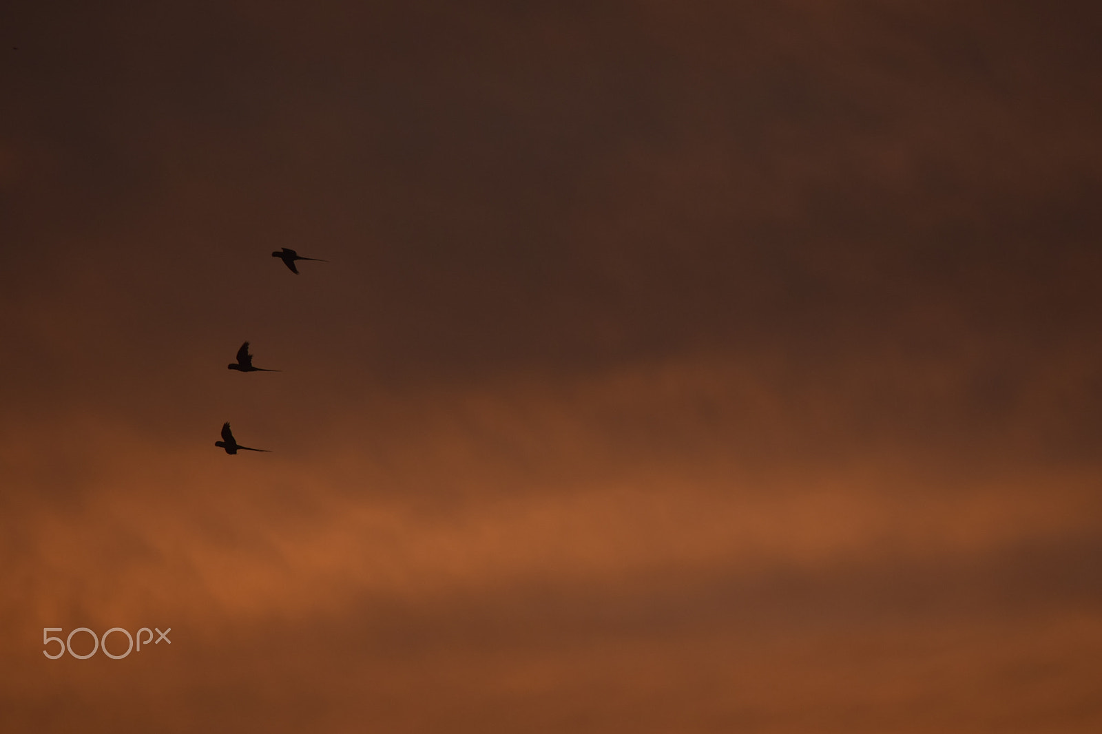Nikon D5300 sample photo. Freedom of birds photography