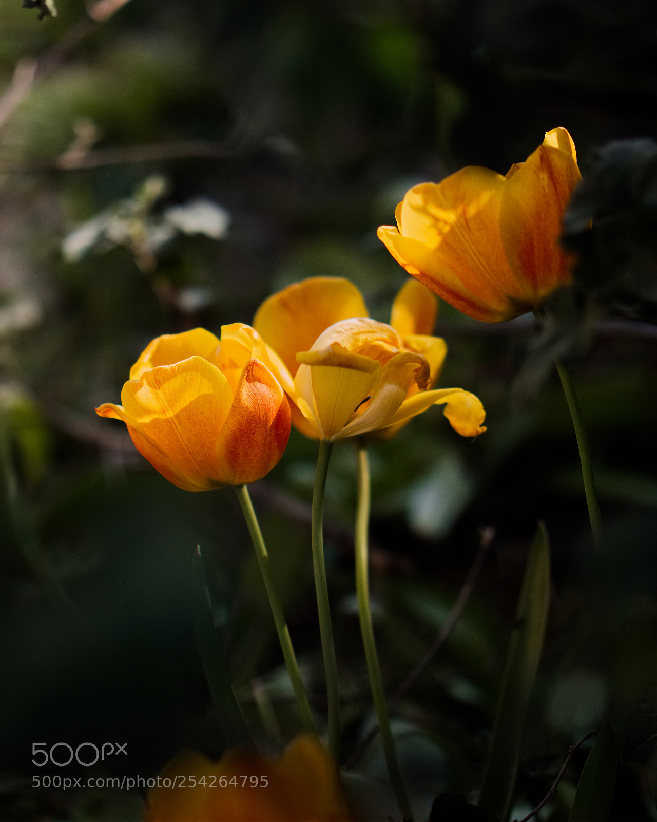 Panasonic Lumix DC-GH5 sample photo. Portrait photography