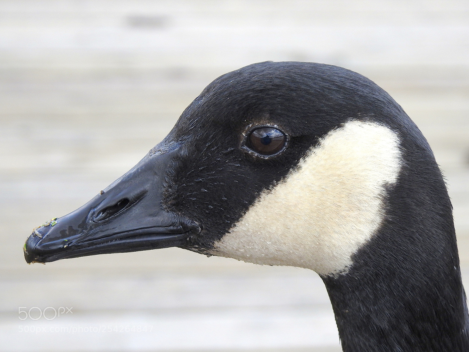 Nikon Coolpix P900 sample photo. Canada goose photography