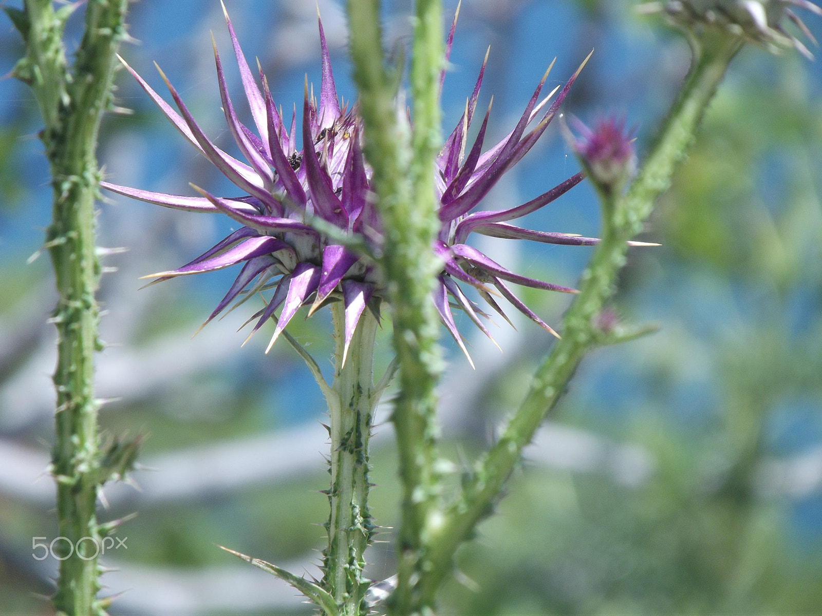 Fujifilm FinePix S2980 sample photo. Thistles photography