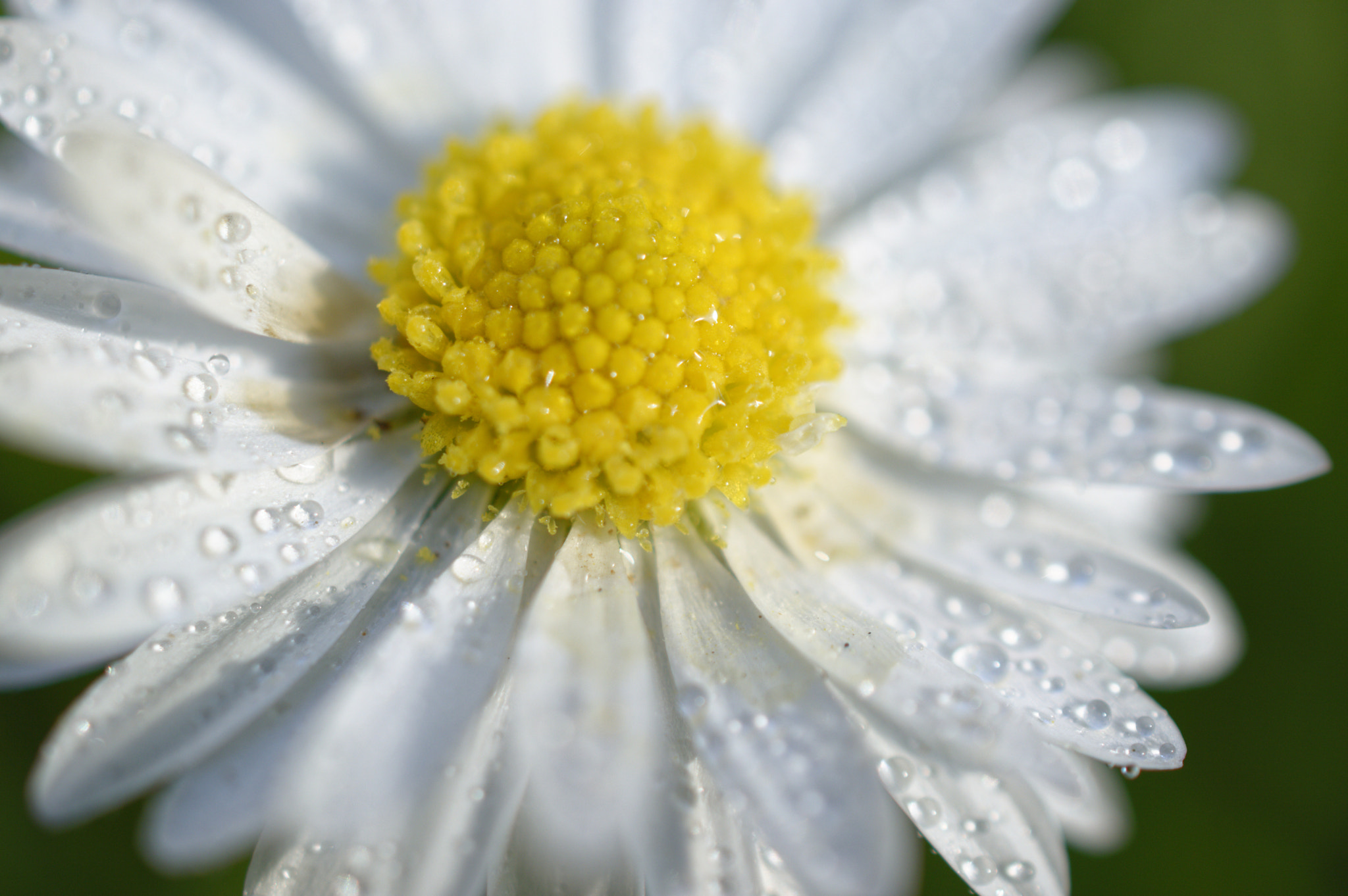 Nikon AF-S DX Micro Nikkor 40mm F2.8 sample photo. Water drops ii photography