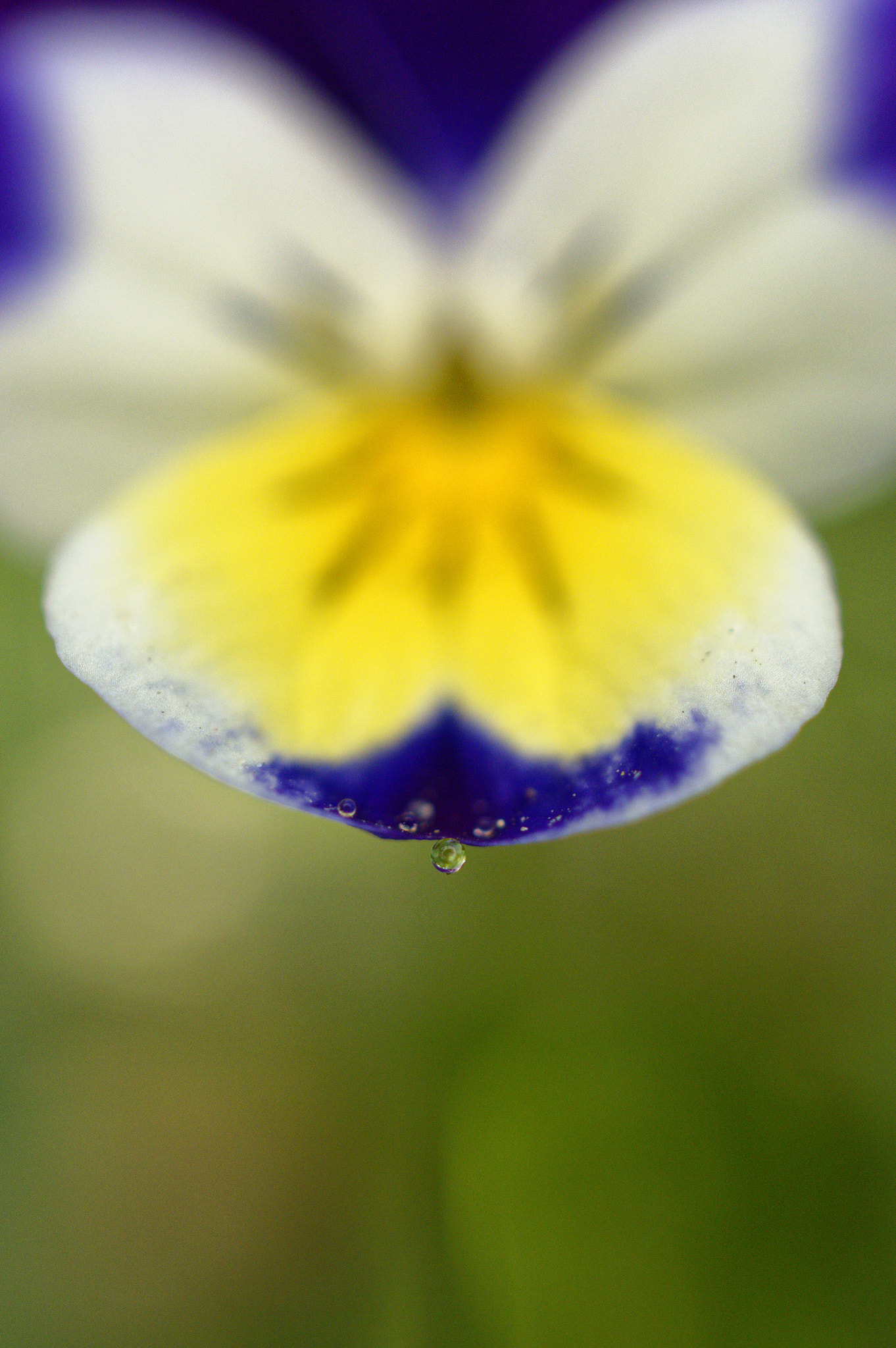 Nikon AF-S DX Micro Nikkor 40mm F2.8 sample photo. Water drops photography
