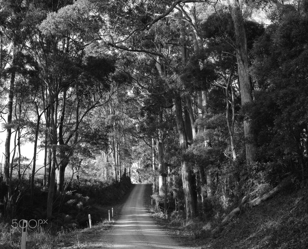 Canon EOS 60D + Canon EF-S 18-55mm F3.5-5.6 IS STM sample photo. Cyathea road in mono photography