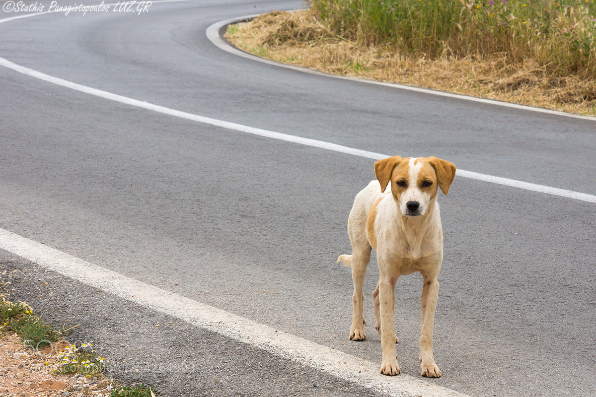 Sony SLT-A77 sample photo. Dog photography