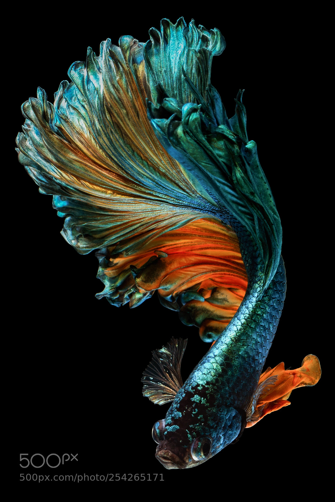 Canon EOS 70D sample photo. Siamese fighting fish photography