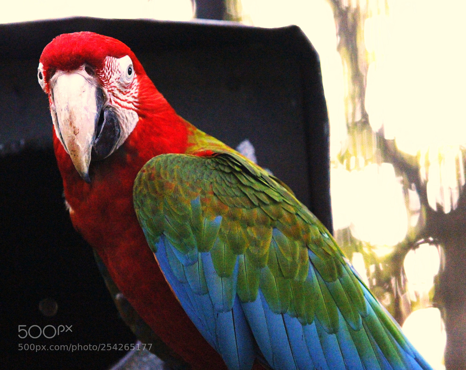Canon EOS 700D (EOS Rebel T5i / EOS Kiss X7i) sample photo. Parrot photography
