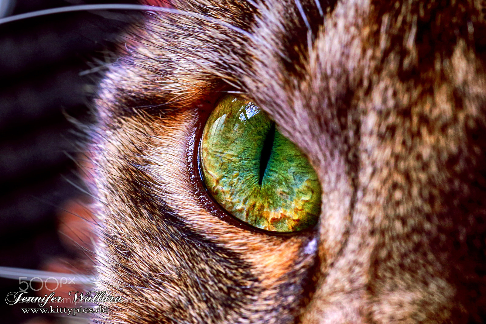 Canon EOS 6D sample photo. Cat eye close up photography