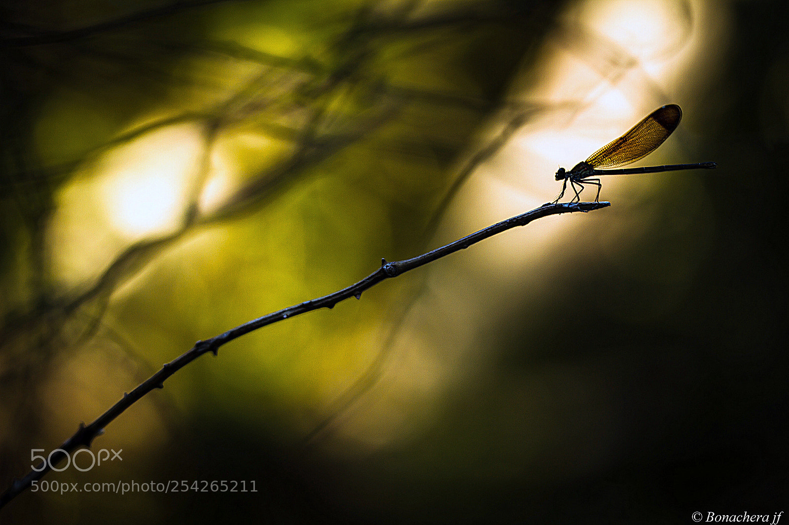 Canon EOS 7D sample photo. En poste! photography
